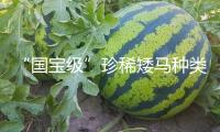 “國寶級”珍稀矮馬種類喜添新丁 寧強(qiáng)矮馬種群數(shù)量達(dá)252匹