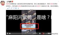 “麻陽河紫菀”是啥？咋發(fā)現(xiàn)的？