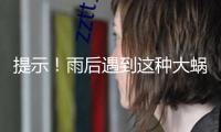 提示！雨后遇到這種大蝸牛千萬別碰