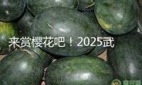來賞櫻花吧！2025武漢櫻花花期預(yù)告出爐