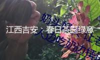 江西吉安：春日茶園綠意盎然 農(nóng)人上肥管護促豐盈