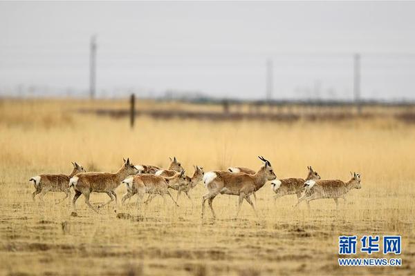 【吃瓜 黑料 91 海角】農(nóng)戶養(yǎng)黃牛完成增收致富
