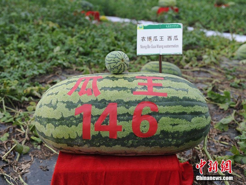 【第一黑料】合規(guī)辦理和危險(xiǎn)操控