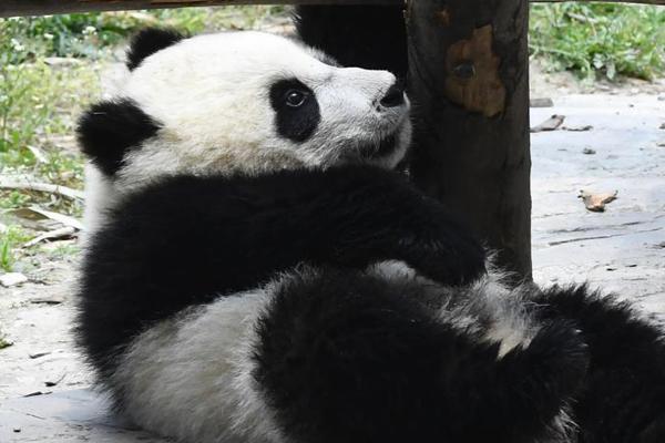 【黑料社區(qū)網(wǎng)址】文正美俄代表“談得十分好”