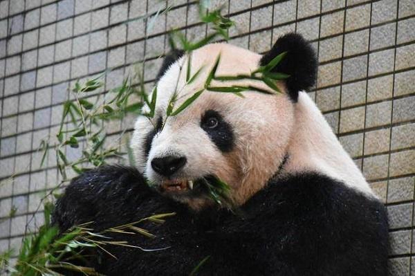 【www.海角社區(qū).com免費(fèi)】我挺喜歡吃蕨菜的蕨菜