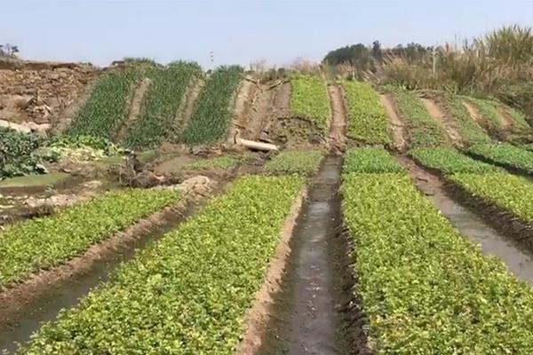 【www.51cg.fun吃瓜網(wǎng)】園區(qū)有話影傳出品人：陳 敏
